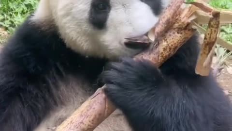 Lovely giant panda, come and have a look!