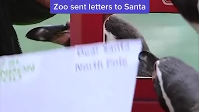 Penguins at the London Zoo sent letters to Santa