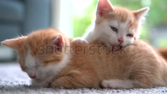 Cute little red cat sleeping on floor with window on