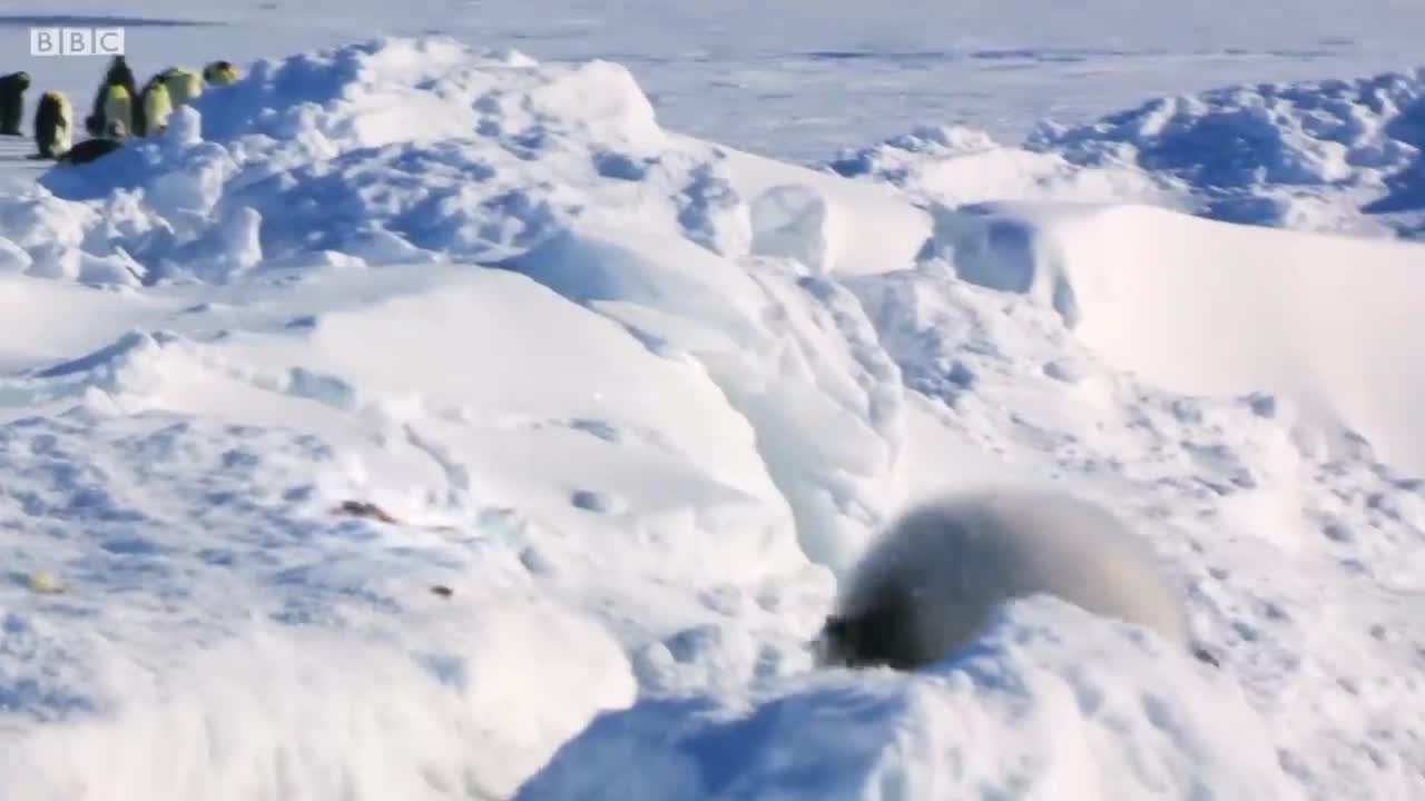 Baby Penguin Tries To Make Friends | Snow Chick: A Penguin's Tale | BBC Earth