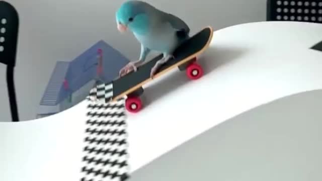 Skateboarding bird