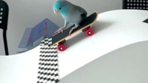 Skateboarding bird