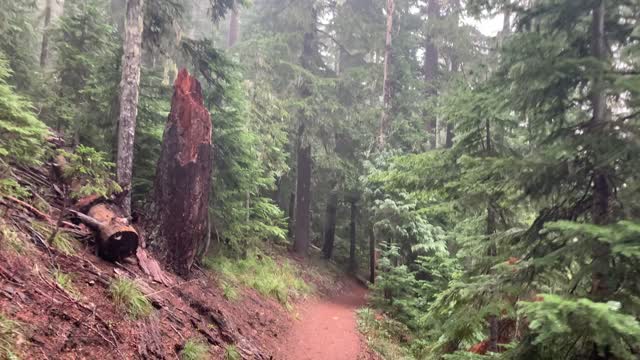 Oregon – Mount Hood National Forest – Being the Only Person in the Forest – 4K