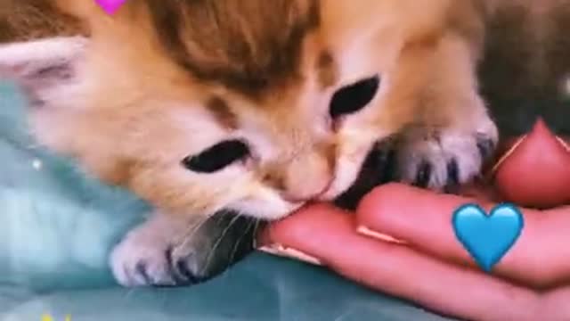 funny cute cats