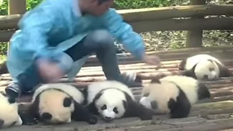 Sorting Baby pandas by🥰🤩🍼😍 | pro videos