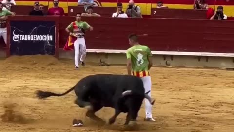 Bull Attack on man