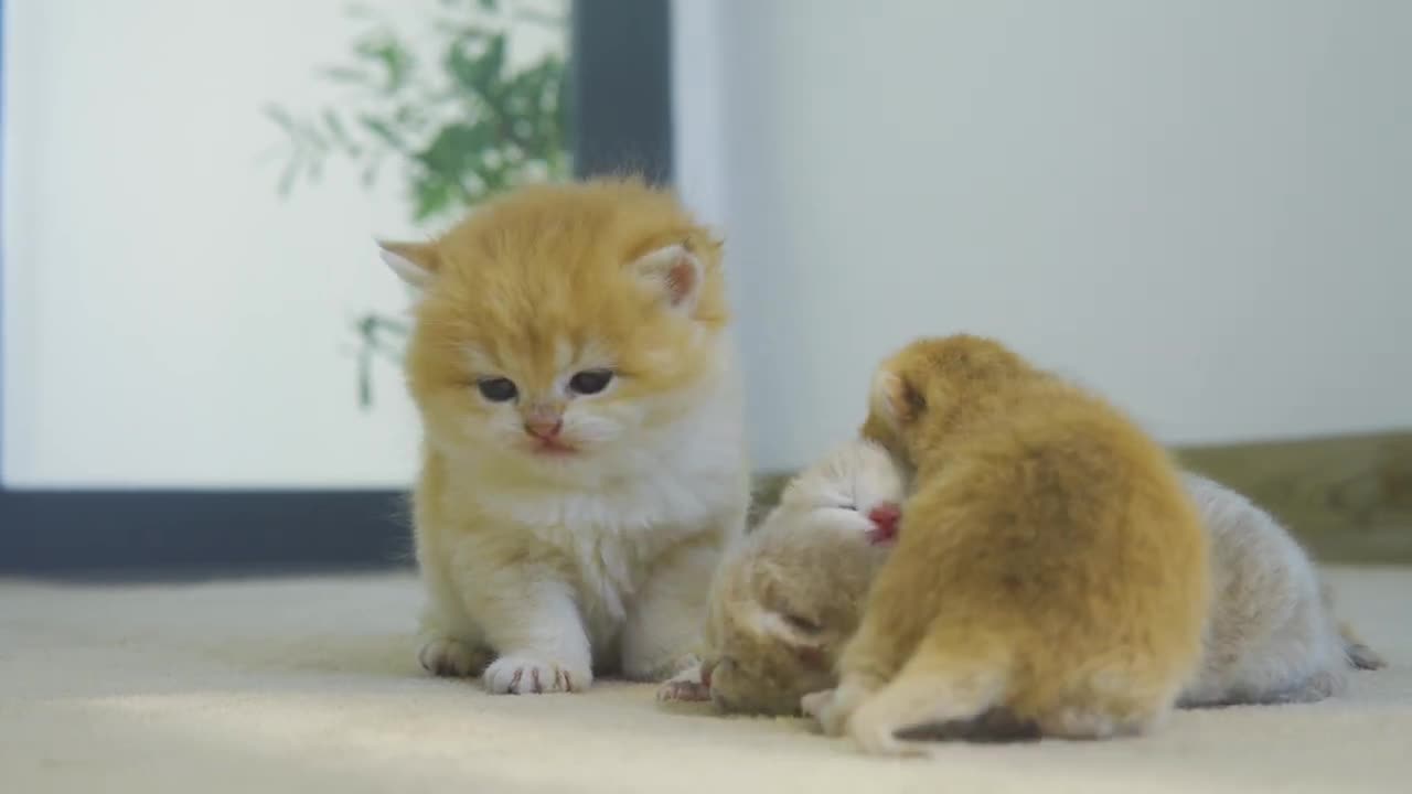 Cute kitten ! cute babt cat ! waiting for eggs to hatch to become their mother Chick