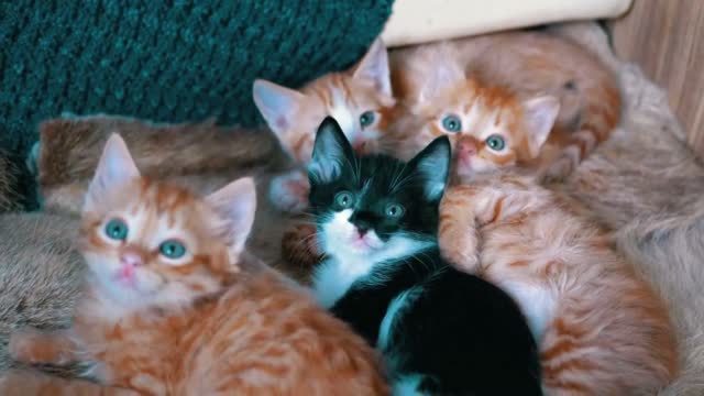 Little cats lying on an armchair | Cute red kitten sleeping on the couch | Newborn fluffy kittens