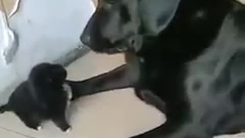 This video is only for animal lover cute video on rumble