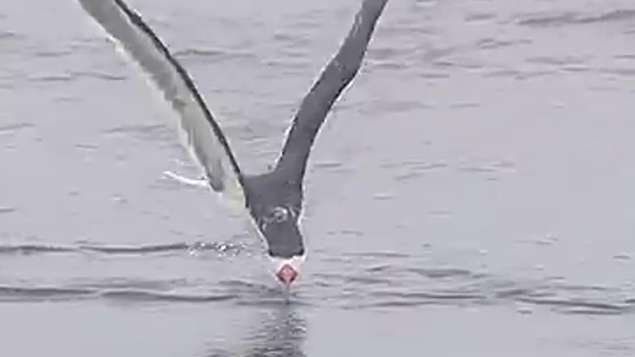 Black skimmer snags a top smelt as it fishes at a tidal basin