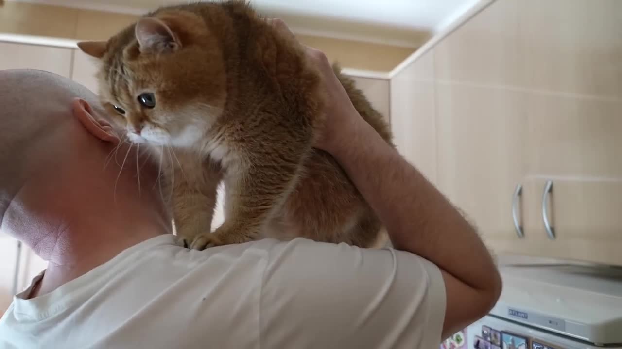 Daddy's shoulder
