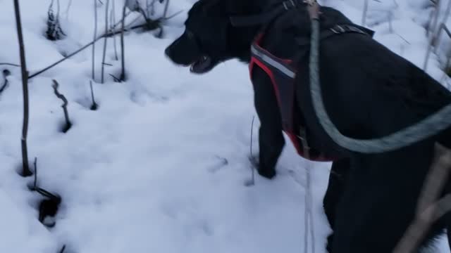 More difficult blood trail by dog