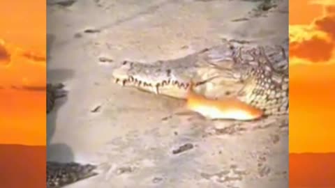 Crocodile vs fish