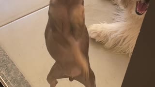 Min Pin Scratching Glass Looks Like it's Dancing
