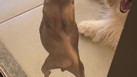 Min Pin Scratching Glass Looks Like it's Dancing