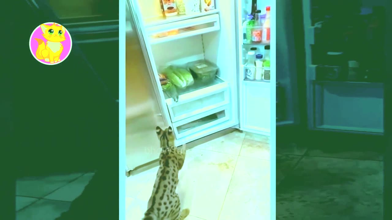 Best funny animal video 2023 Cute Pets