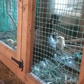 Fiona and her 13 baby chickens!