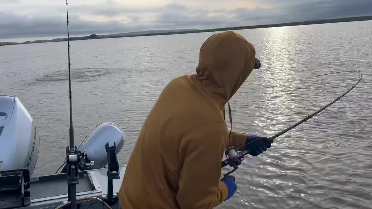 06-10-23 Suisun City, CA - Oversized Sturgeon jumping