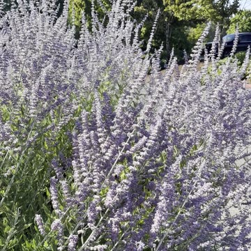 Lavender Bush with Bumble Bees Pollenating in Olympia, Washington