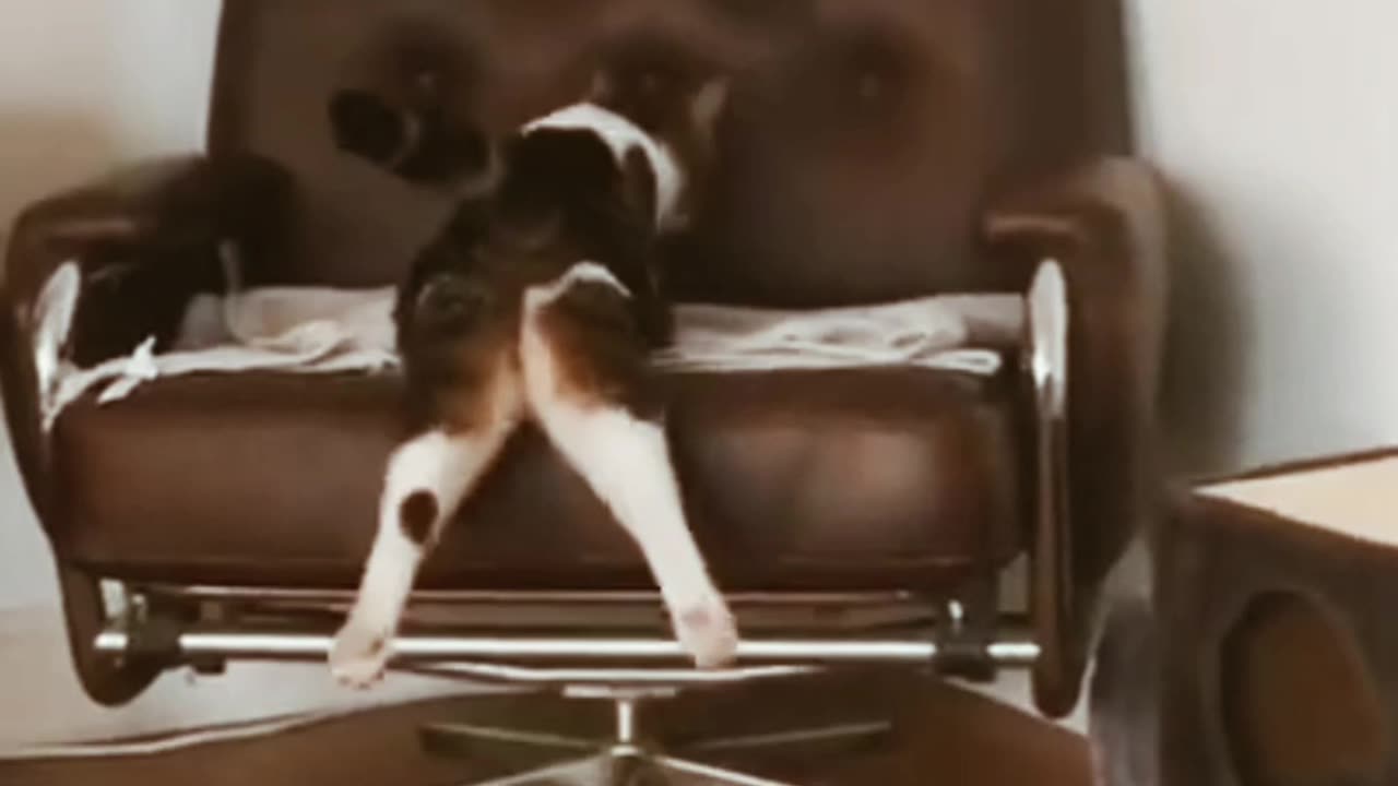 Animals 🤣🤣 funny 😁 moments, funny videos, funny moments, try not to laugh