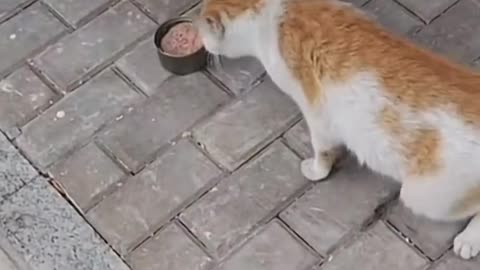 cat 🐱 funny video🎥