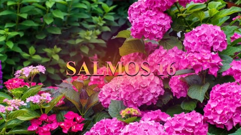 SALMOS 14, 15, 16