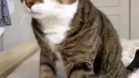 Funny #cat #cats