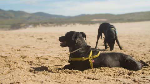 Dogs on the beach patrolling.