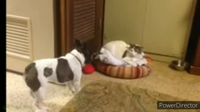 Funniest cats video, funny cats and dogs video,