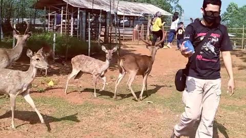 feed deer in nature