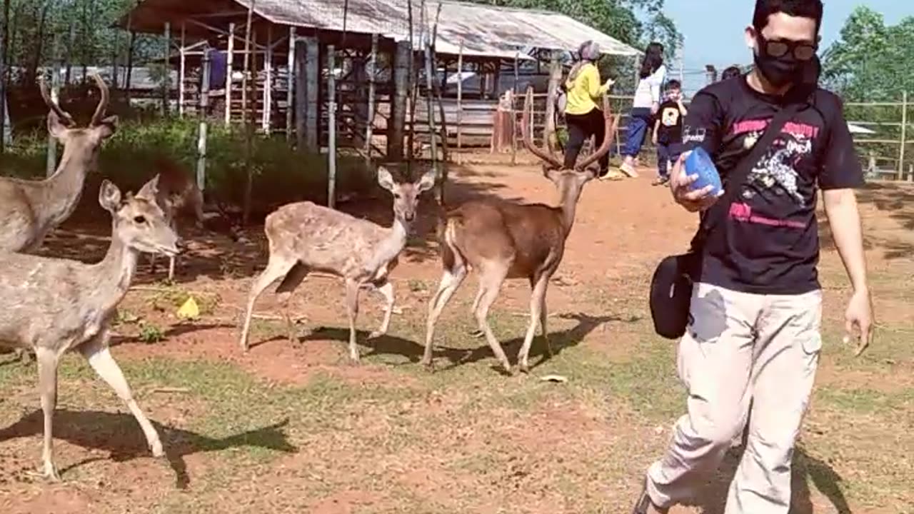 feed deer in nature