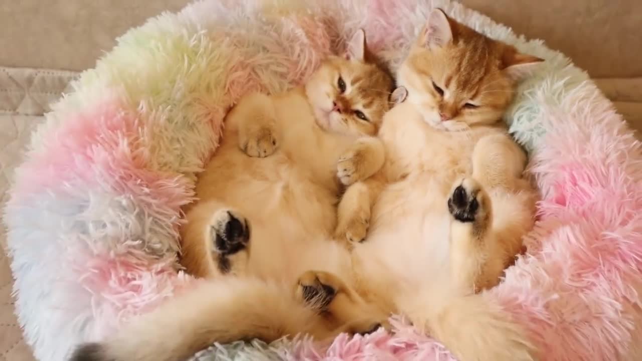 Kittens are tired and want to rest