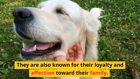 Top 10 Family Dog Breeds