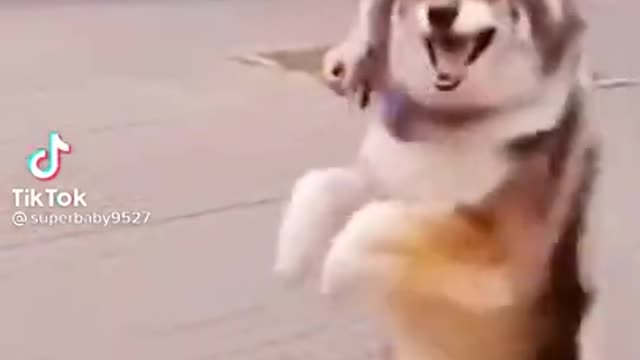 Funny dog dancing on beat