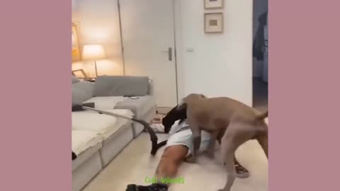 Dog 🐶 on fire 😅