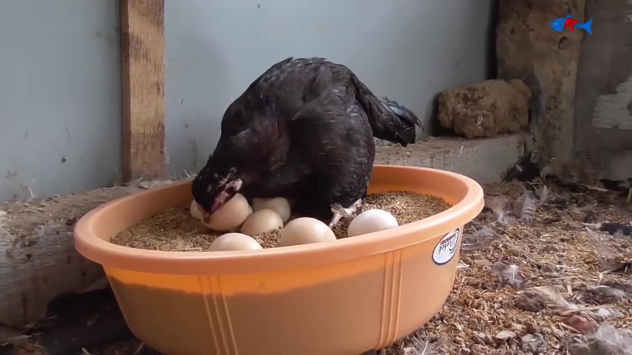 Amazing BORN "MURGI" Hatching Eggs in chaff to Chicks Born - Crazy Hen Harvesting Eggs to chiicks-13