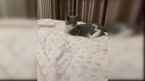 Cute cats funny fight 🔥🔥🔥