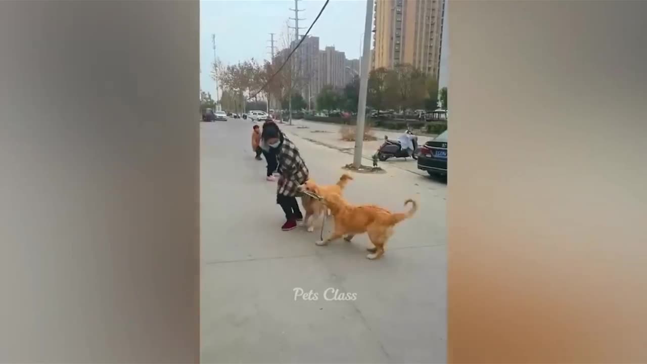 Funniest Dogs And Cats Videos 😂 - Best Funny Animal Videos 2023 🥰