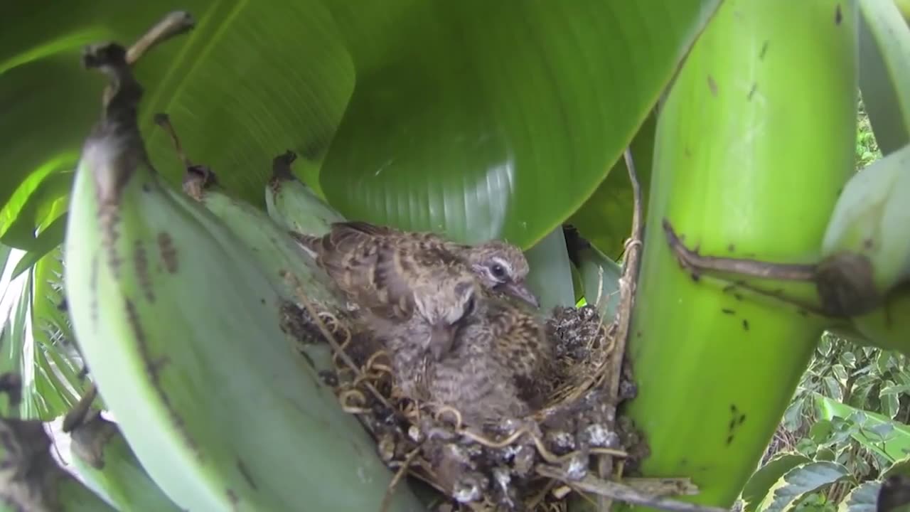 turtledove bird's nest in banana fruit growth process of their children from small to large