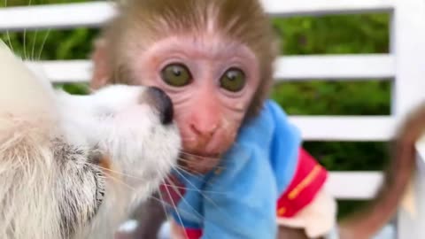 Baby monkey playing with ducklings in the swimming pool