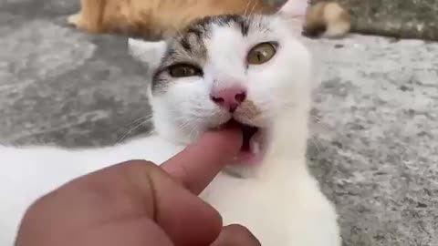 Cute baby cats 2023 #2023