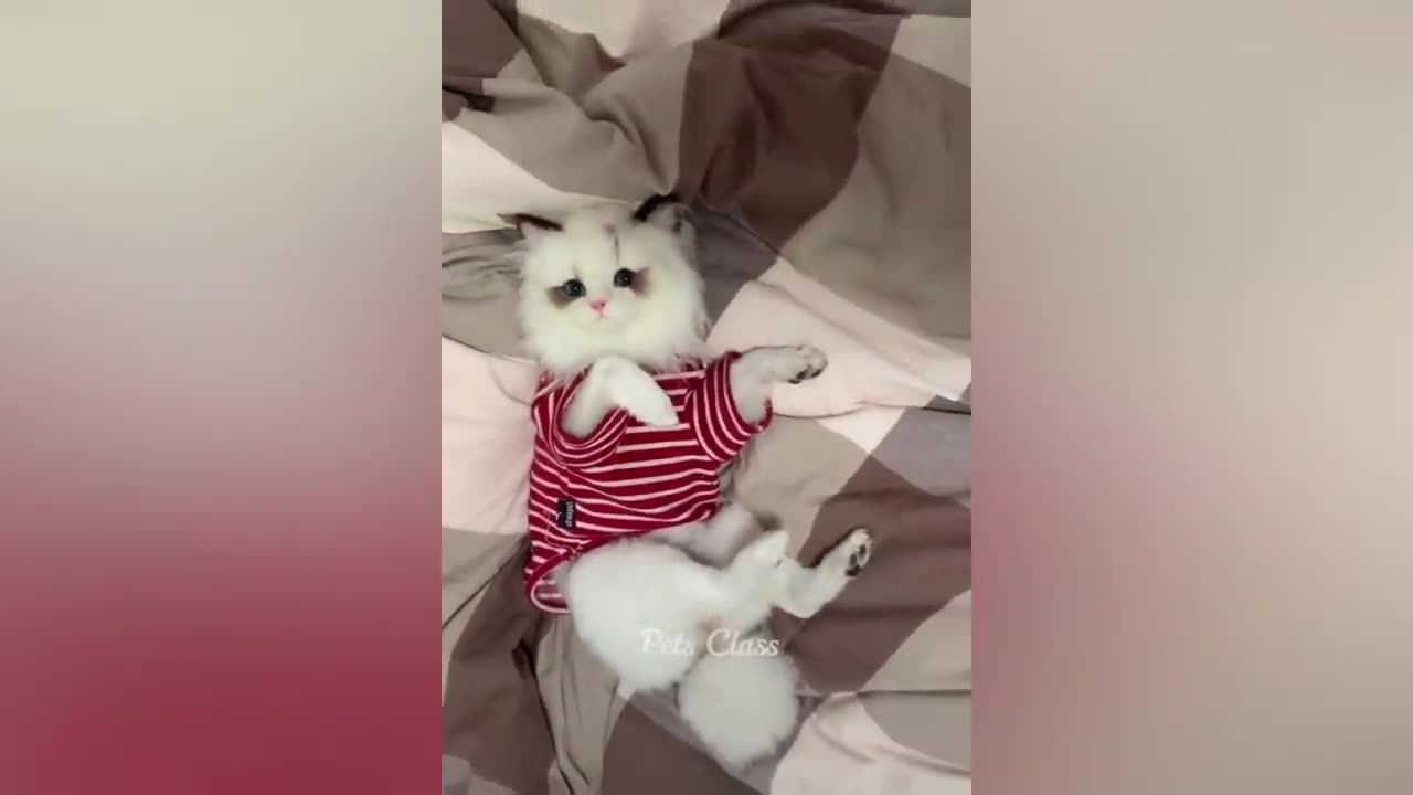 funniest animals