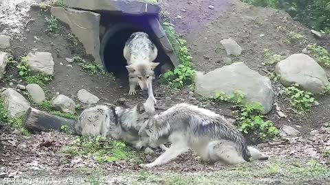 When Wolf Pups Wander, Chaos Ensues lovely