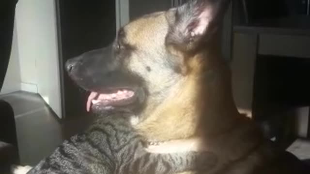 so cute dog and cat