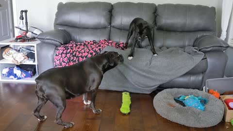 Dog Plays With Each Other Near the Couch