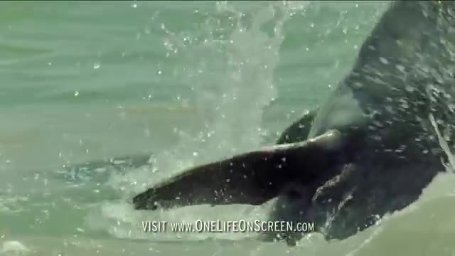 Dolphins trick fish with mud 'nets' - One Life - BBC_Cut