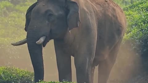 Elephant