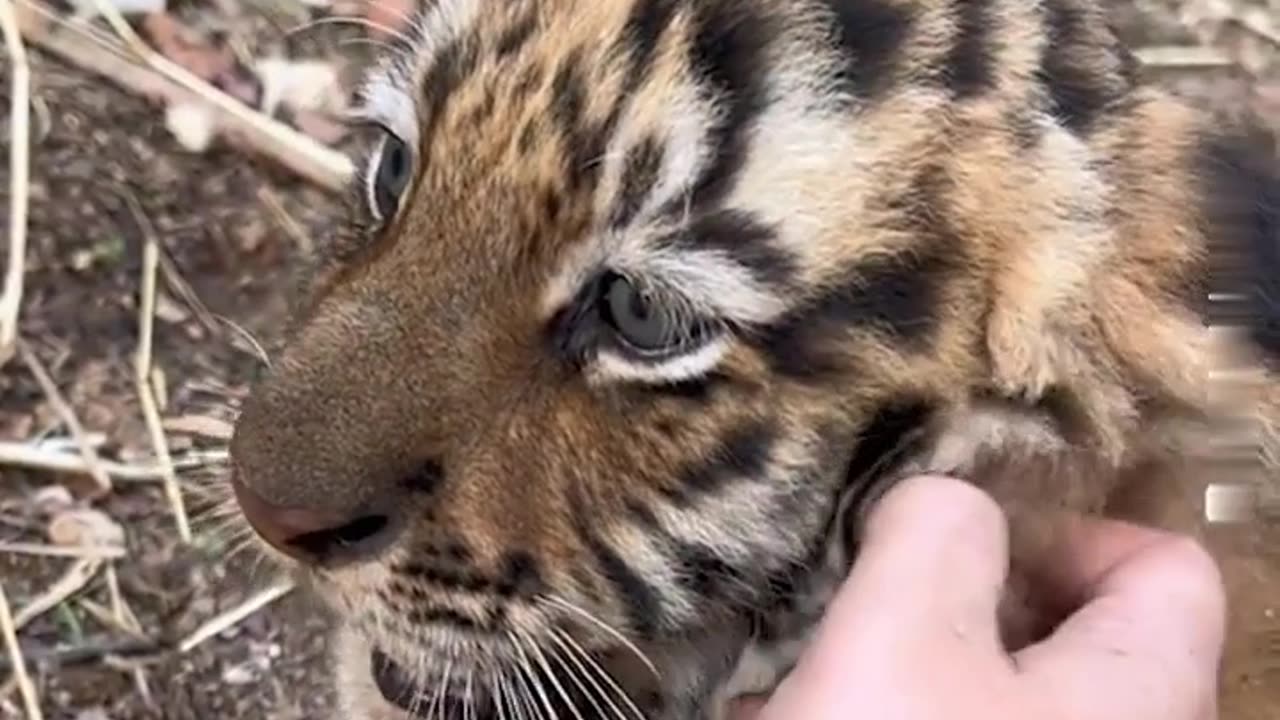 😍 🥰 😘Cute Tiger Cub 🐯 !!!Watch It As It Melts Your Heart💖💖💖