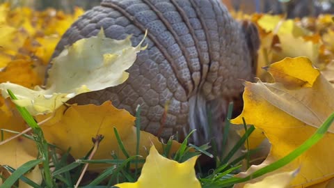 Armadillo Trying to Hide Himself