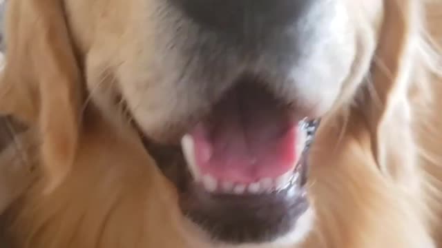 My DOG reacts to YOU'RE GROUNDED - did he freak out